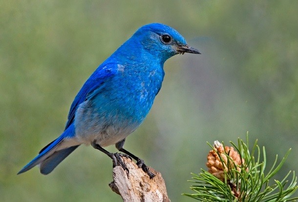 bluebird of happiness