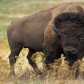 A bison animal walking in a field