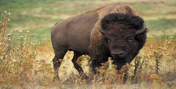 A bison animal walking in a field