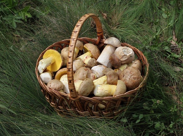 edible funghi basket