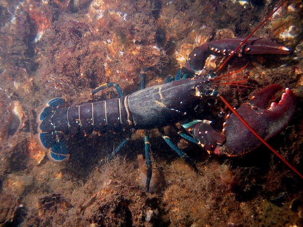 european lobster