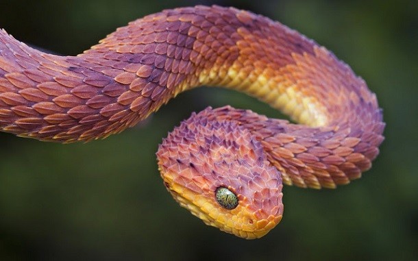 mad purple snake
