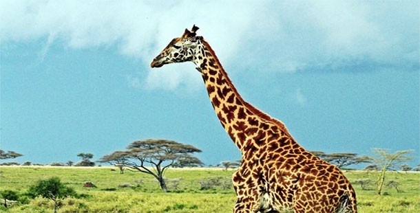 A giraffe standing in a grassy field