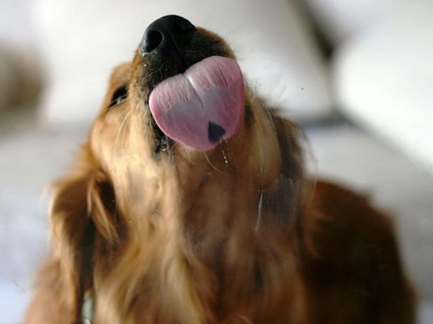 dog licking glass