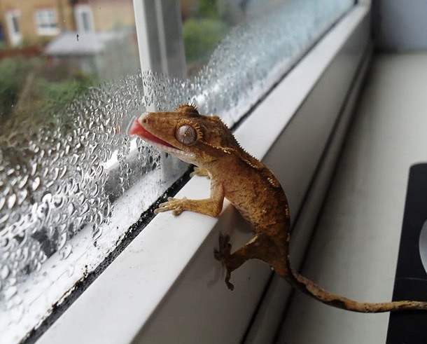 lizard licking glass