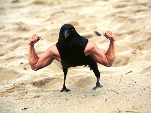 Birds with arms