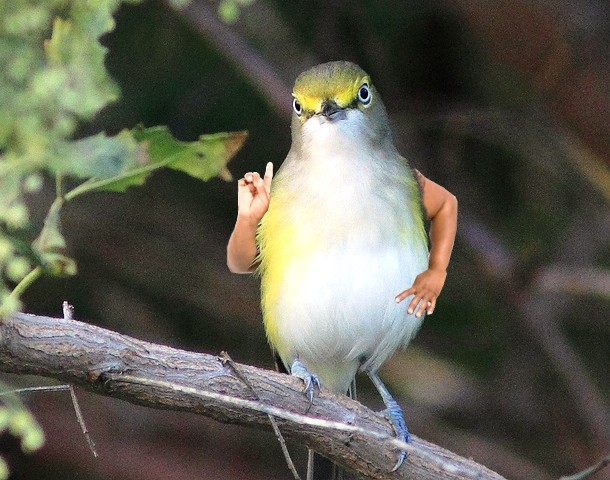 Birds with arms  