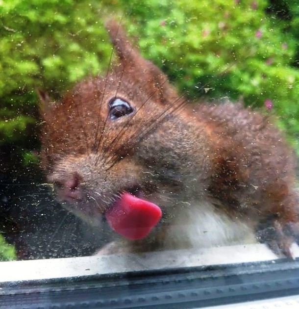 squirrel licking glass