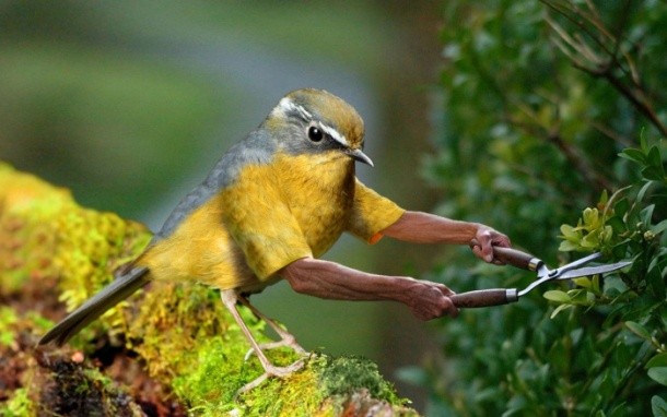 Birds with arms