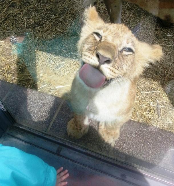 lion licking glass