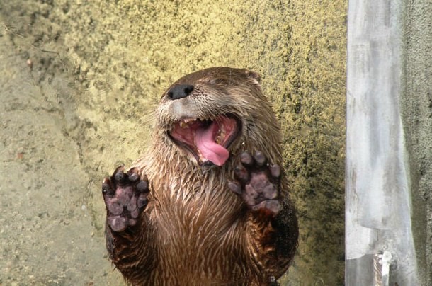 otter licking glass