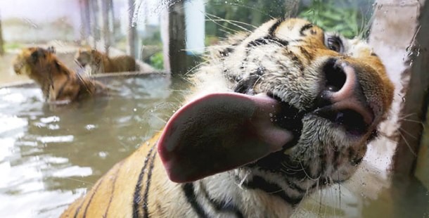 25 Animals Who Love To Lick Windows And Steal Your Heart