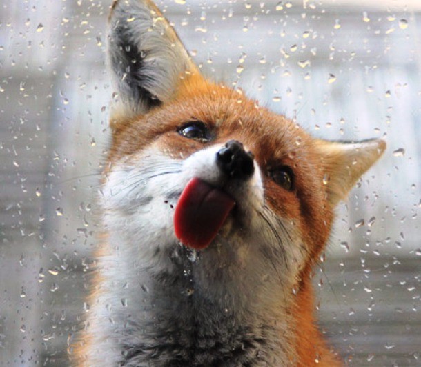 fox licking glass