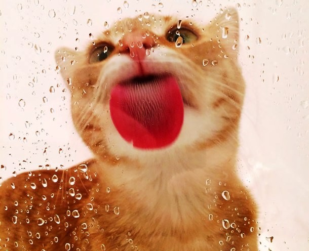 cat licking glass