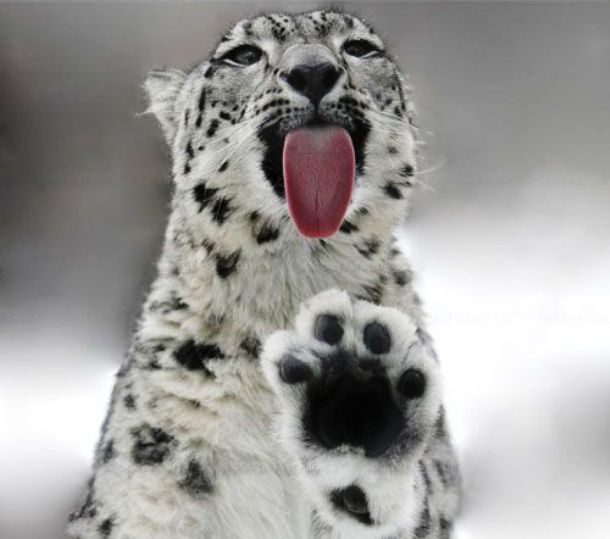 leopard licking glass