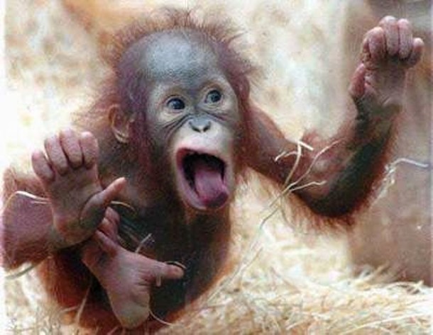monkey licking glass
