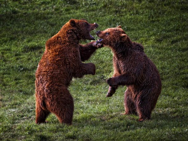 Bears_fighting