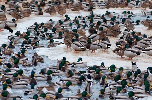 Lots of Ducks