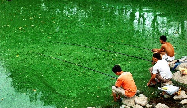 polluted river covered with algae in Hefei