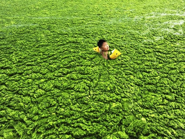 boy swimming in dense algal blooms in Qingdao