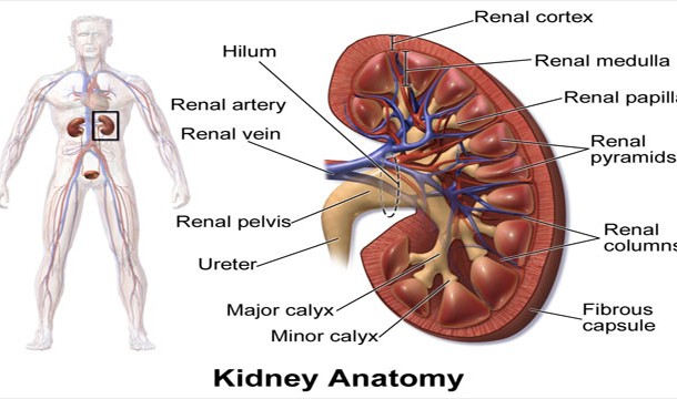 Other disorders of the kidney