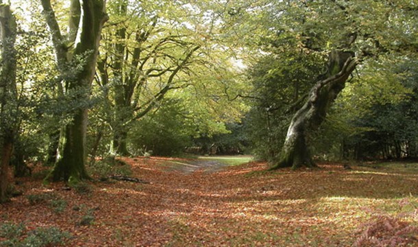 New Forest (England)
