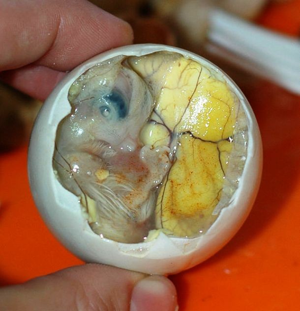 Duck embryo
