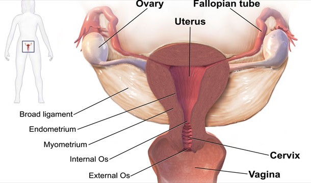 Inflammatory diseases of female pelvic organs