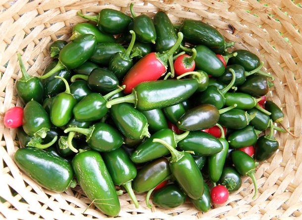 Jalapeno chili peppers