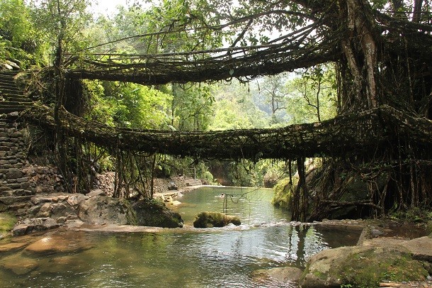 Living_root_bridges,_Nongriat_village,_Meghalaya2