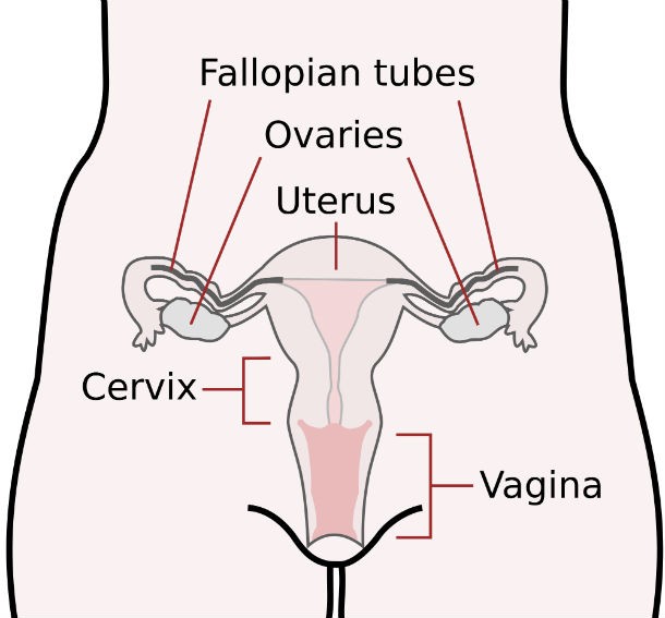 The Extremely Narrow Human Birth Canal