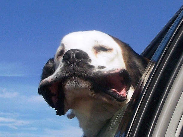 Dog in a car window