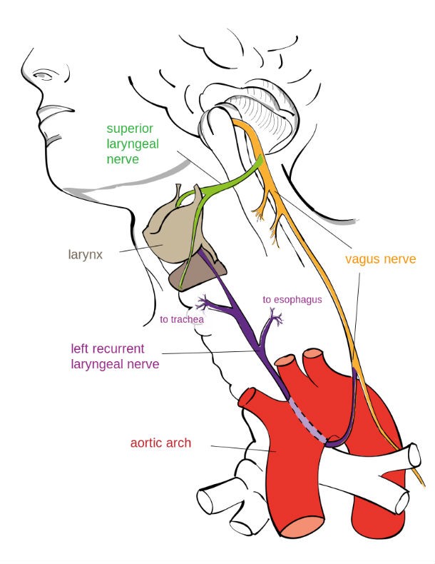 laryngeal_nerve