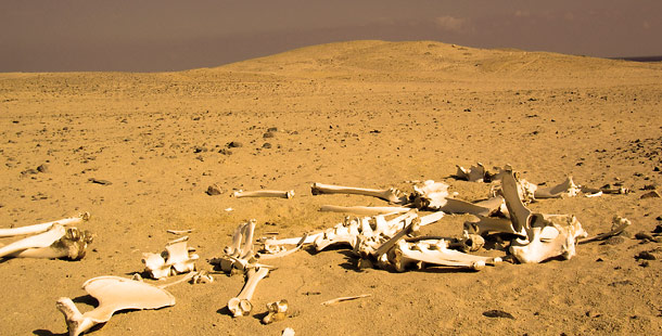 Bones in the desert, extreme climate and places on earth