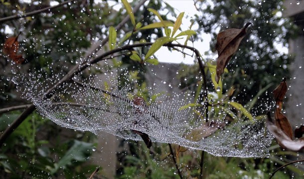 Dew on spider web