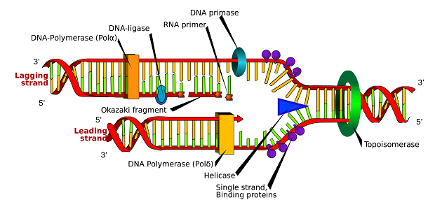 DNA_replication