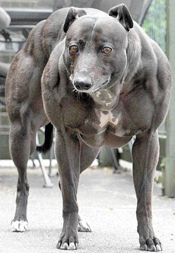 Muscular dog