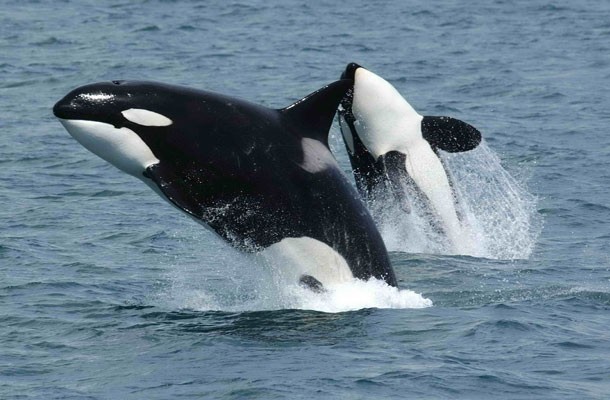 Orcas or Killer Whales