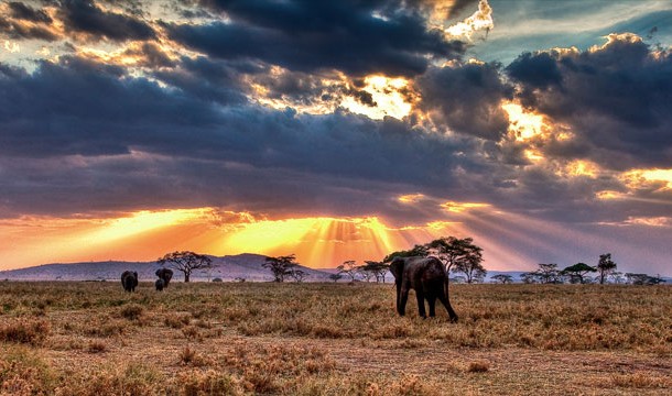 Going on a safari in the Serengeti