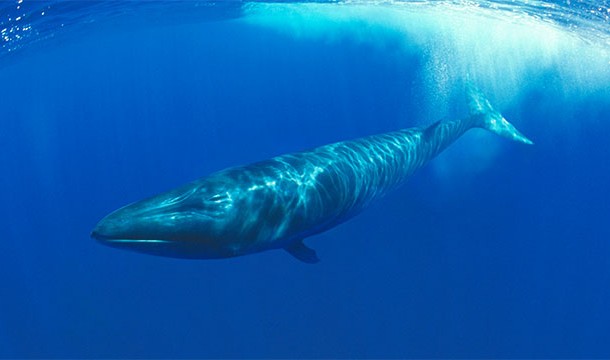 Whales “voices” are getting deeper every year
