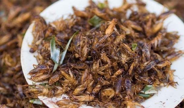 Chocolate Covered Crickets (Thailand)