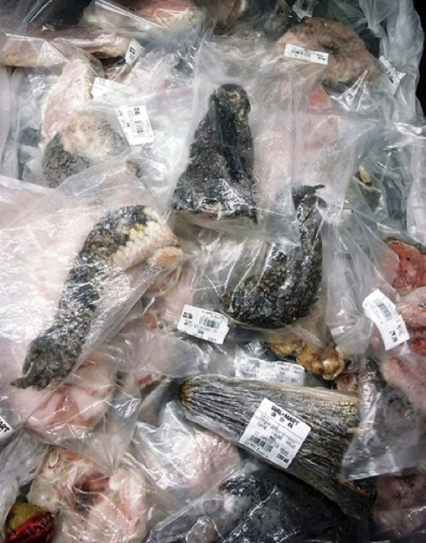 Assorted dried reptile parts