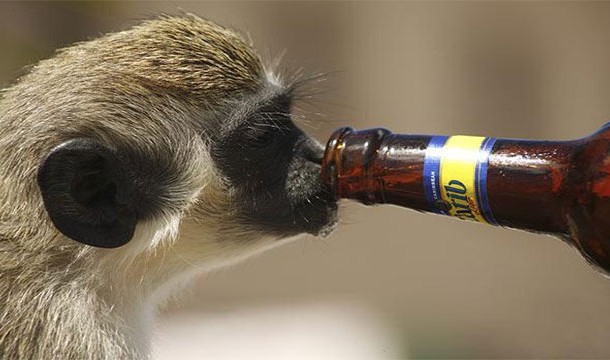 Alcoholic monkeys