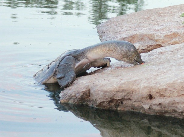 African-Softshell-Turtle-Eating