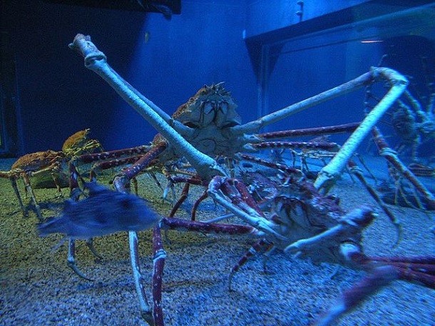 Aquarium_Japanese_spider_crab