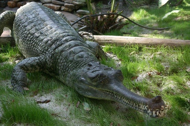 Indian_Gharial_Crocodile