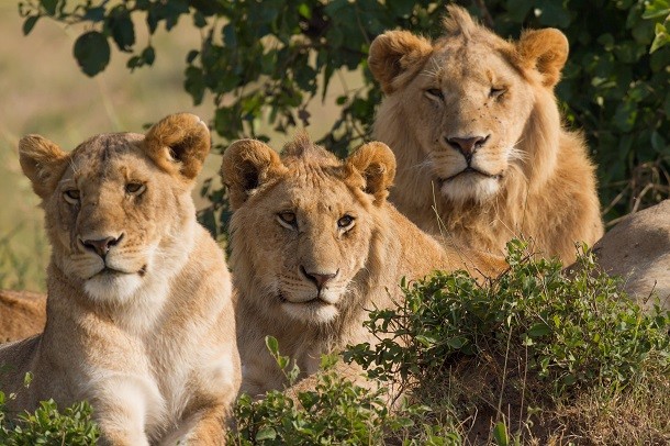 Lions Family Portrait
