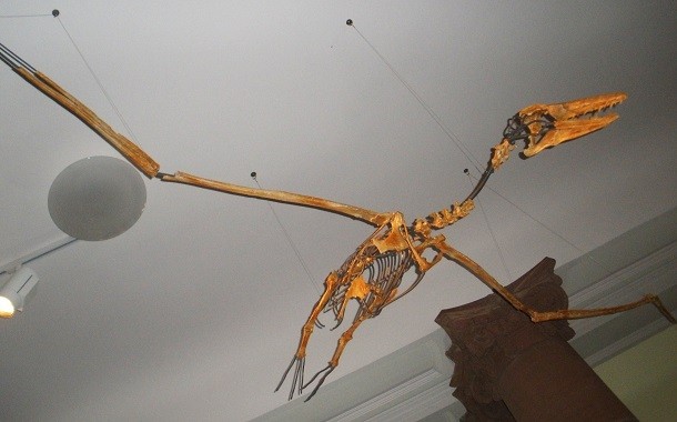 Pelagornithidae-skeleton
