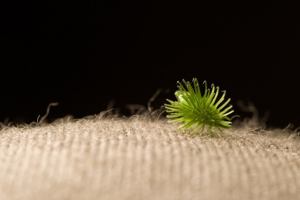 Velcro was inspired from this mammal dispersed seed