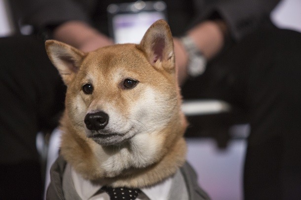 dog in suit